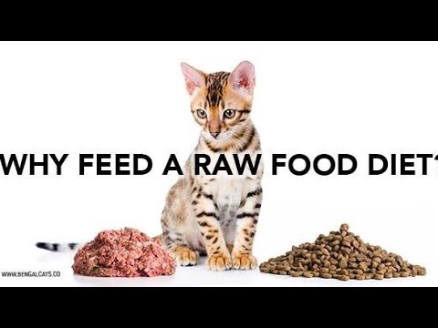 Raw food for silver Bengal cat😎