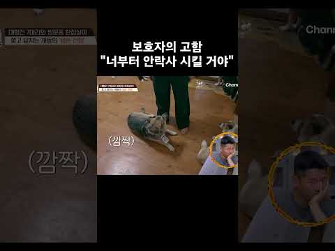 보호자의 고함 #개와늑대의시간2 #개늑시2
