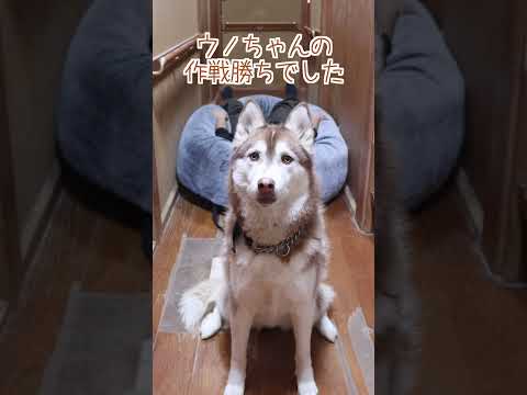 大型犬が３頭いる廊下で寝てるパパとおやつがあったら…#shorts