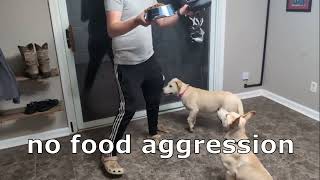 Video preview image #1 German Shepherd Dog-Unknown Mix Puppy For Sale in Germanton, TN, USA