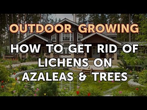 Will Salt or Vinegar Kill Bamboo