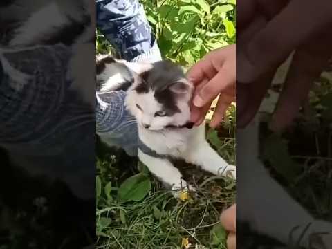 Cat is caught smuggling drugs into a Russian prison