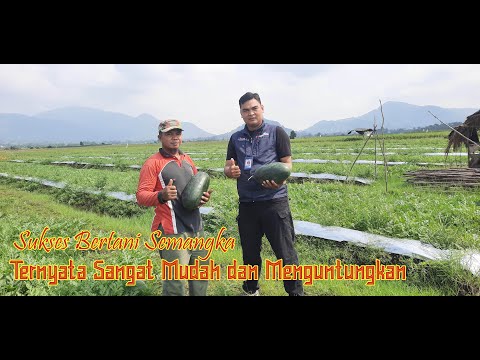 Petani Semangka Sukses yang Menginspirasi dari Musi Rawas