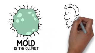 Mold in the Home 