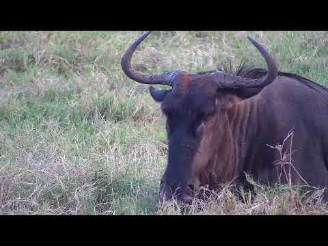 Djuma: Wildebeests and Impalas - 17:18 - 10/29/2022