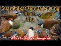 Suara Pikat Semua Jenis Burung Tepus Ampuh Kombi Kutilang Suara Jernih