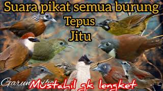 Download lagu suara pikat semua jenis burung tepus ampuh kombi kutilang suara jernih mp3