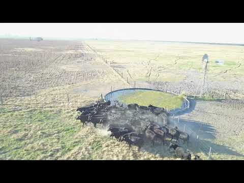 Vaquillonas Preñadas