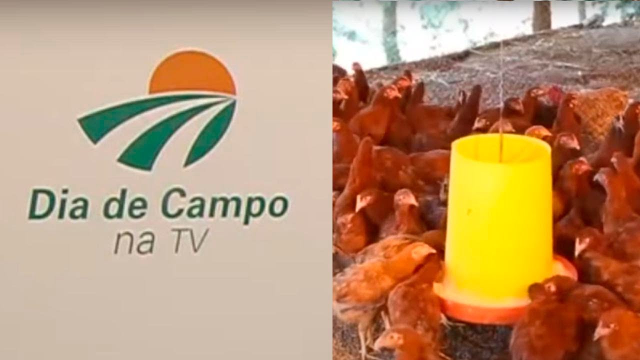 Galinha Embrapa 051: opção para agricultura familiar (Remake)