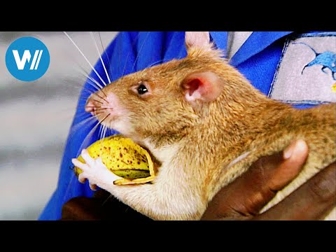 Die Minenratten von Tansania (360° - GEO Reportage)