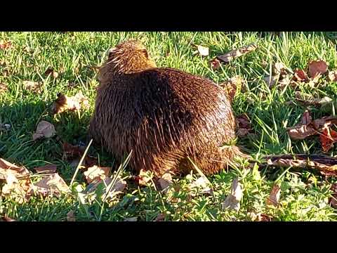 LOURDES : Beautiful Nature in Lourdes (incl.see Animal in Park)