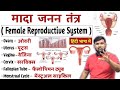Female Reproductive System मादा जनन तंत्र Ovary Fallopian Tube Uterus Cervix