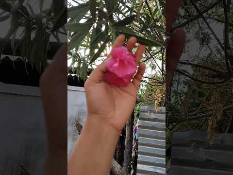 just looking like a wow...#naturelover#samyuktha rebbaa..#subscribe plss