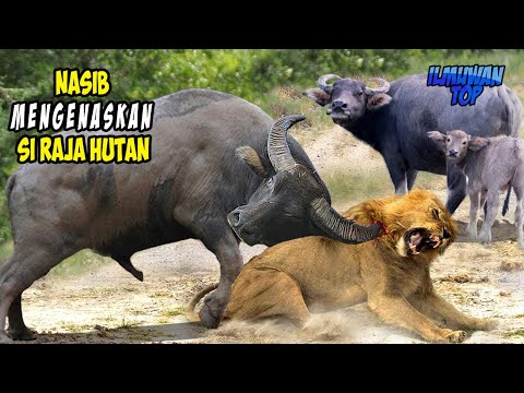EPIC FIGHT! THE RIDICULOUS FATE OF WILD ANIMALS WHO BECOME VICTIMS WHEN THEY BRAVELY CHOOSE THEIR...