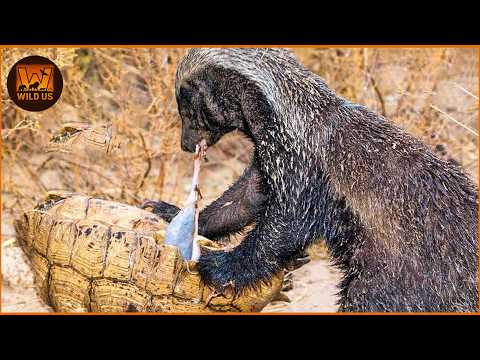 DEADLIEST Honey Badger Attacks Ever Recorded | Wild Animals