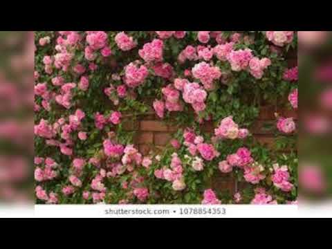 Ramblin' Rose 1962 Introduced by Nat "King" Cole with words and music by Noel and Joe Sherman