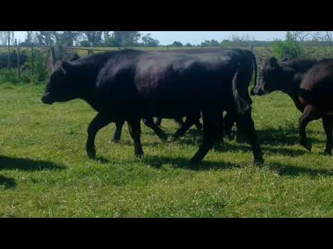 Novillos gordos GESSLLER