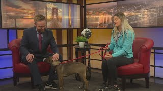 Pet of the Week: Ivan 04/19/2024