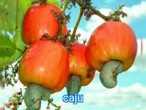 IMAGENS DO NOSSO NORDESTE