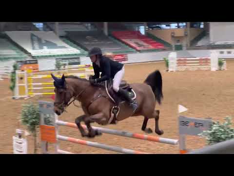 LORDIN (8yo Lord Pizarro) 02.22 Kreuth - 135 cm