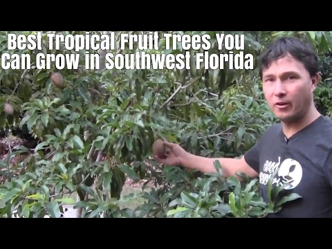 Best Tropical Fruits Trees You Can Grow in Southwest Florida – TheBreakAway