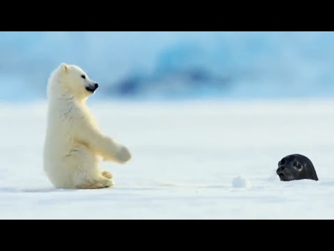Polar bear cub surprised by a seal