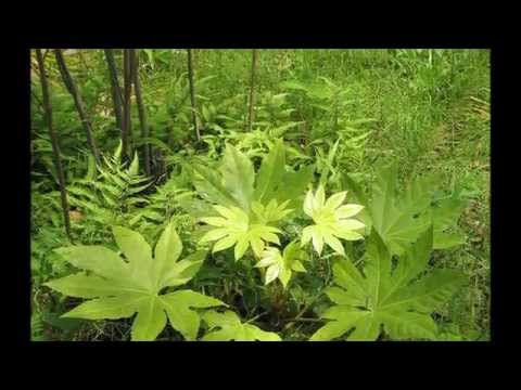 A écouter en préparant Rouleaux de printemps aux crevettes