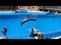 uShaka Marine World Dolphin Show