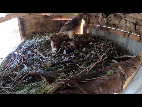 Red-tailed Hawk nest cam - Part 1