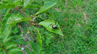 How To Get Rid Of Japanese Beetles Organically In 2 Mins
