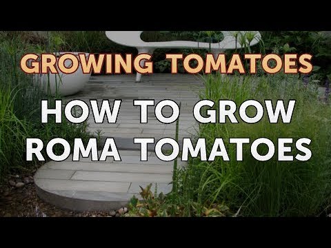 Is Vinegar Good for Tomato Plants