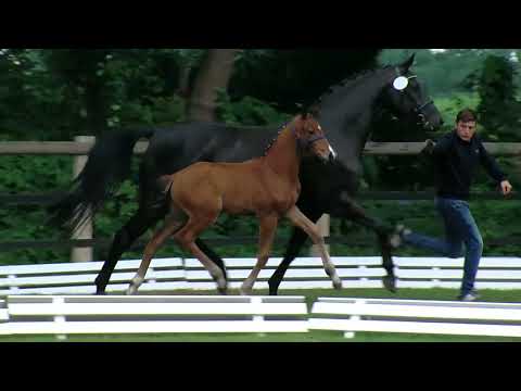 Stf v Vitalis x Sandro Hit x Canaster I 2018