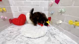 ハーフ犬の動画01