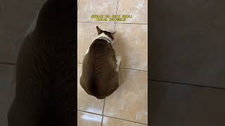 Download lagu Baru tau ada ganja buat kucing #cat #catlover mp3
