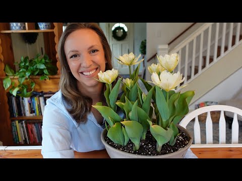 How to Force Tulips to Bloom Inside // Northlawn Flower Farm