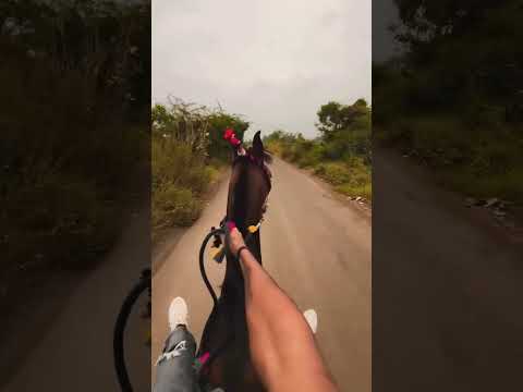 અશ્વ પ્રેમી #trending #viral #shortsfeed #shorts