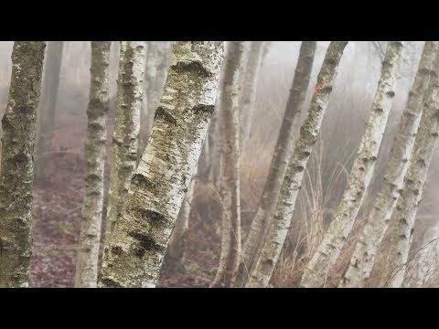 Mystical mist hike in the High Moor
