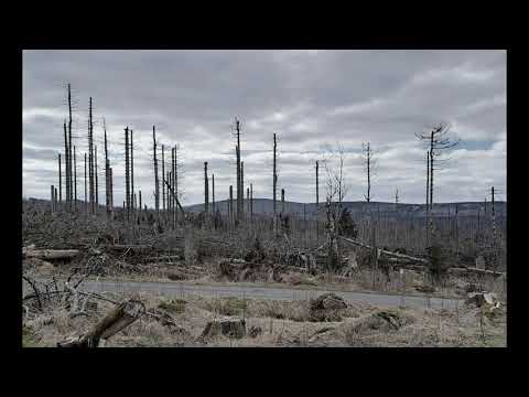 Friedhof der Bäume - Der Wald im Nationalpark Harz
