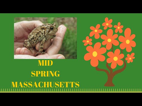 download lagu mp3 mp4 Cranberry Bog Frogs Recipe, download lagu Cranberry Bog Frogs Recipe gratis, unduh video klip Cranberry Bog Frogs Recipe