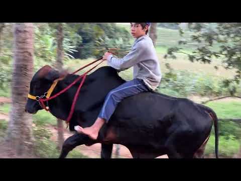 Menino da Pecuária - Senador Cortes MG