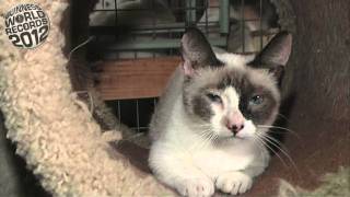 Физз, самая низкорослая кошка в мире