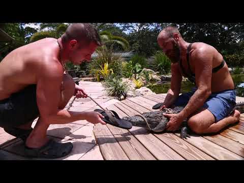 Prying rope out of a crocodile mouth OR NOT!