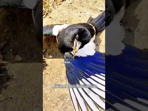 “जिस चिड़िया को बचाया… उसने जान बचाकर कर्ज चुकाया 😳” #shorts