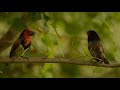 The Call Of The Black Collared Barbet