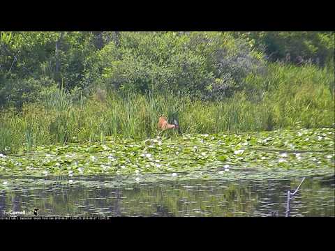 Deer Stops By Sapsucker Woods Pond – June 27, 2019