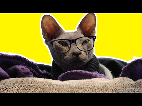 sphynx cat funny moments😹 funny video [HAIRLESS CAT instagram COMPILATION 2020]
