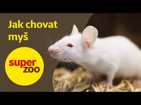 , title : 'Jak chovat myš | Super zoo'