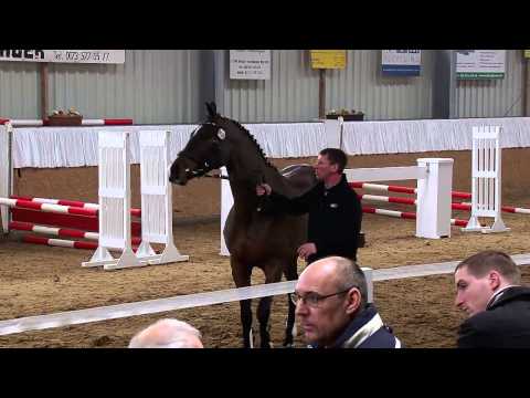 Sambuca - 4jährige Deutsche Sportpferdestute