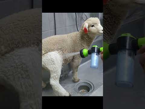 ランド羊 - 定義