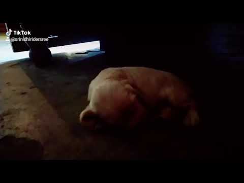 25days TO 3 MONTHS AMERICA COKKER SPINEAL